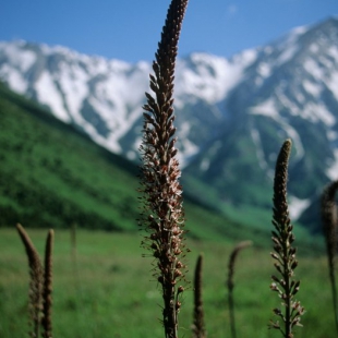 Eremurus regelii